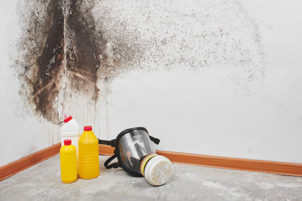 Best Same-Day Mold Removal  in Manchester, KY