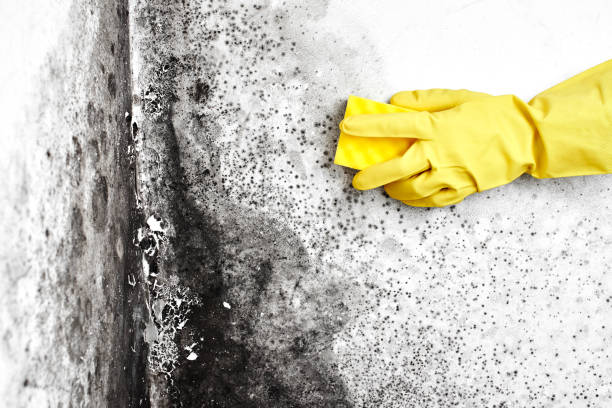 Best Same-Day Mold Removal  in Manchester, KY