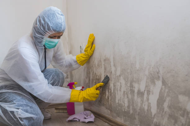 Certified Mold Removal in Manchester, KY