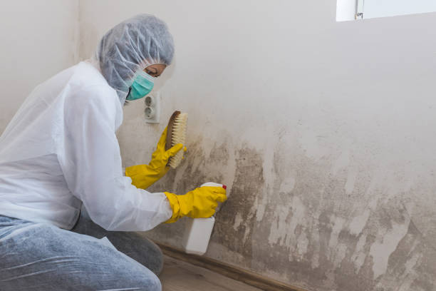 Best Commercial Mold Removal  in Manchester, KY
