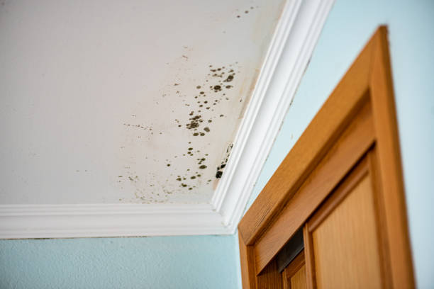 Home Mold Removal in Manchester, KY