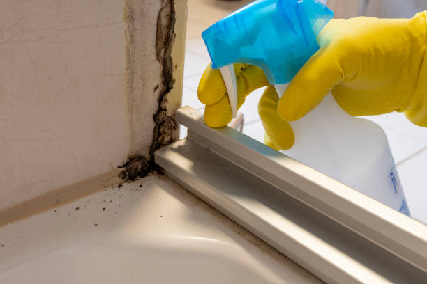 Best Fast Mold Removal  in Manchester, KY