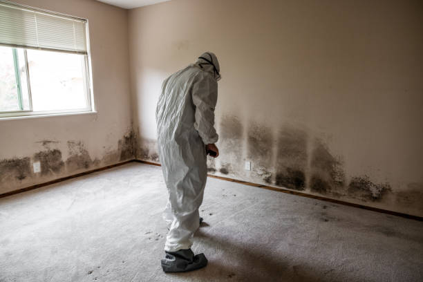 Best Professional Mold Removal  in Manchester, KY