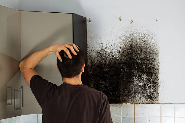 Best Local Mold Removal Service  in Manchester, KY