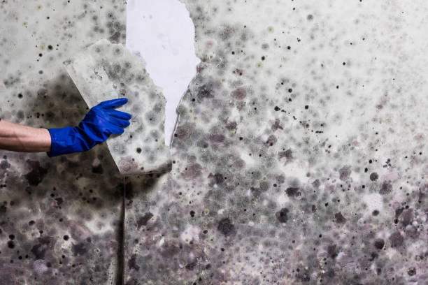 Professional Mold Removal in Manchester, KY