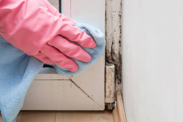 Best Same-Day Mold Removal  in Manchester, KY